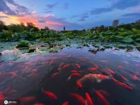 一枝塔影认通州 北京西海子公园锦鲤成群嬉戏觅食