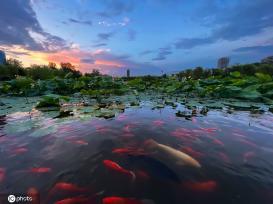一枝塔影认通州 北京西海子公园锦鲤成群嬉戏觅食