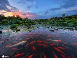 一枝塔影认通州 北京西海子公园锦鲤成群嬉戏觅食