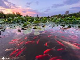 一枝塔影认通州 北京西海子公园锦鲤成群嬉戏觅食