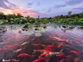 一枝塔影认通州 北京西海子公园锦鲤成群嬉戏觅食