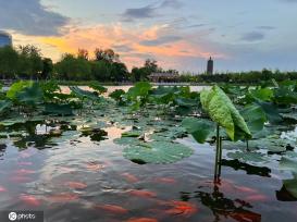 一枝塔影认通州 北京西海子公园锦鲤成群嬉戏觅食