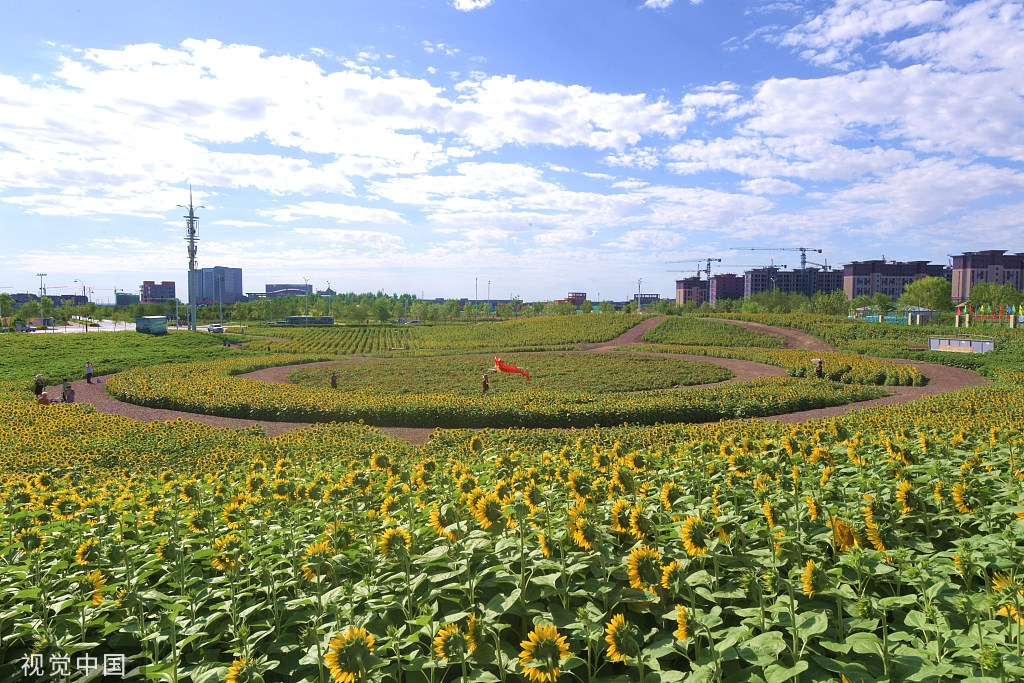 新疆克拉玛依：万株向日葵绽放 市民畅游花海