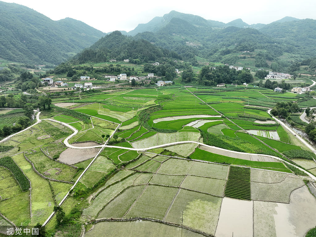 湖北宜昌：夏日乡村展画卷