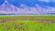 初夏時節 新疆哈密巴里坤草原風光美如畫