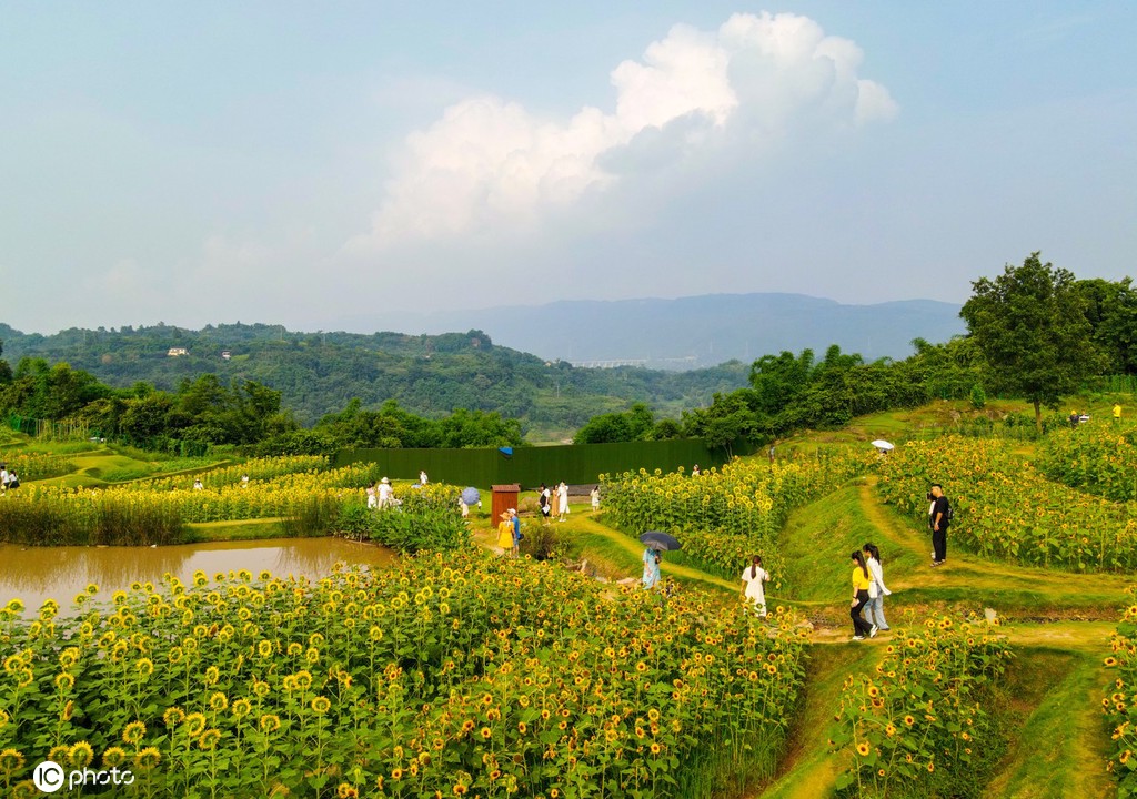 重庆主城百亩向日葵“花海”盛开 宛如油画