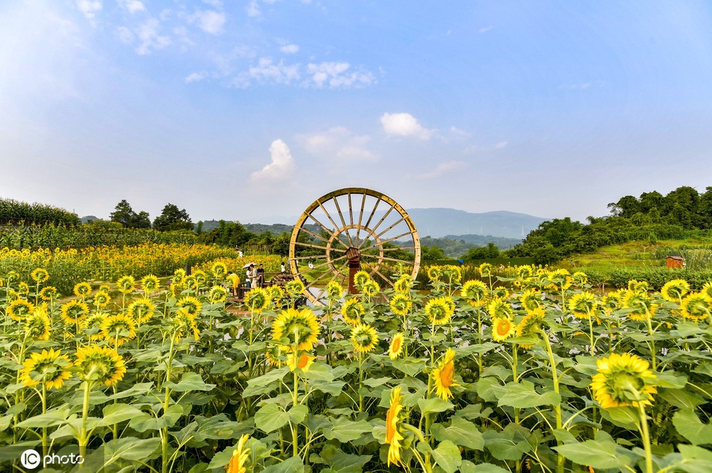 重庆主城百亩向日葵“花海”盛开 宛如油画