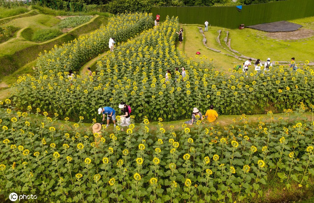 重庆主城百亩向日葵“花海”盛开 宛如油画