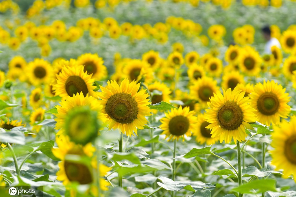 重庆主城百亩向日葵“花海”盛开 宛如油画