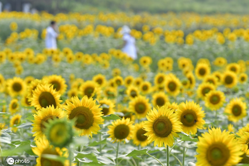 重庆主城百亩向日葵“花海”盛开 宛如油画