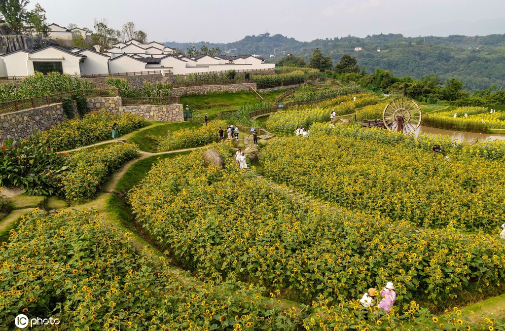 重庆主城百亩向日葵“花海”盛开 宛如油画
