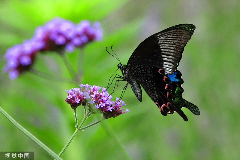 贵州龙里：马鞭草盛开 引来蝴蝶飞舞