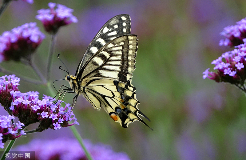 贵州龙里：马鞭草盛开 引来蝴蝶飞舞