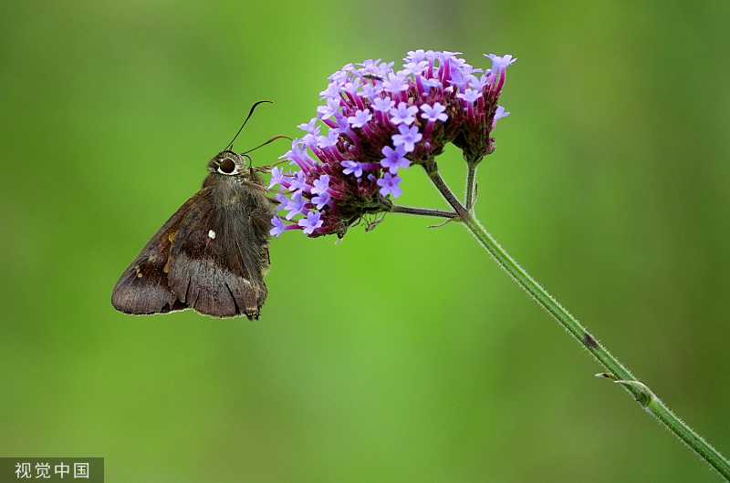 贵州龙里：马鞭草盛开 引来蝴蝶飞舞
