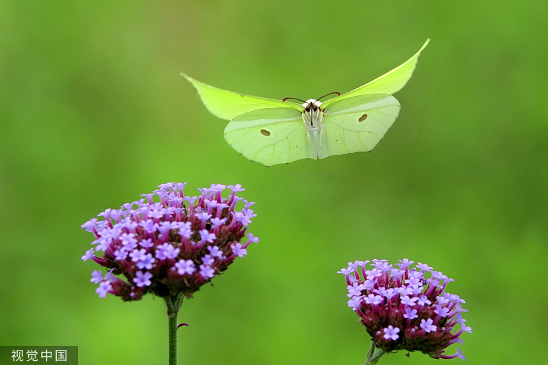 贵州龙里：马鞭草盛开 引来蝴蝶飞舞