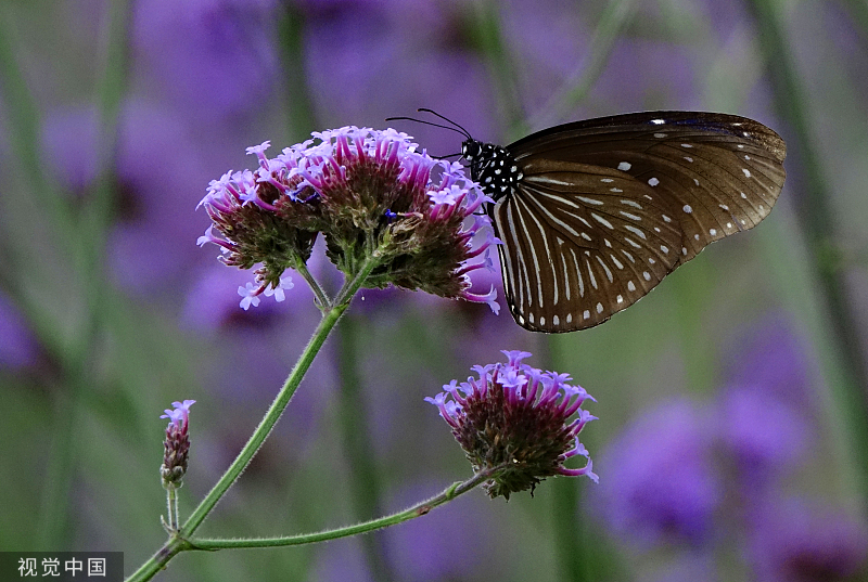 贵州龙里：马鞭草盛开 引来蝴蝶飞舞