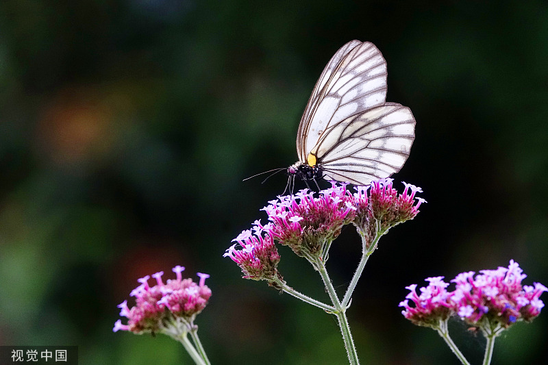 贵州龙里：马鞭草盛开 引来蝴蝶飞舞