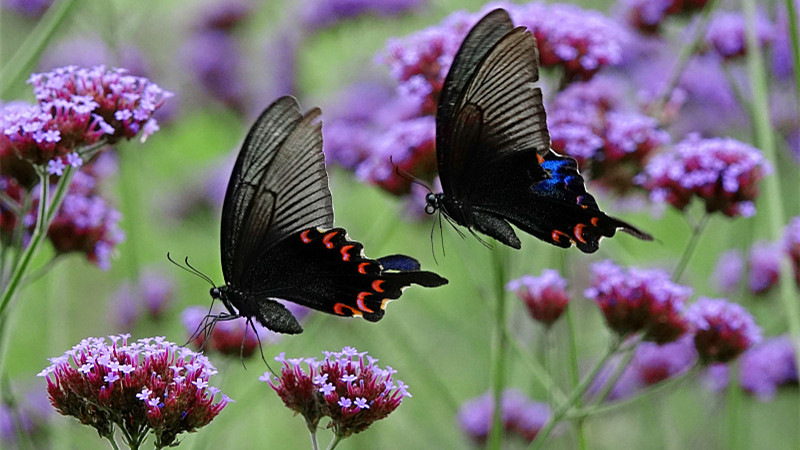 贵州龙里：马鞭草盛开 引来蝴蝶飞舞