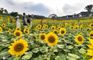 重庆主城百亩向日葵“花海”盛开 宛如油画