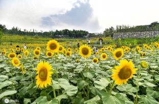重庆主城百亩向日葵“花海”盛开 宛如油画