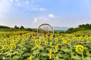 重庆主城百亩向日葵“花海”盛开 宛如油画