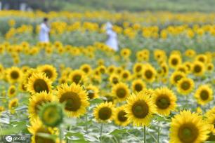 重庆主城百亩向日葵“花海”盛开 宛如油画