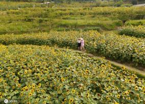 重庆主城百亩向日葵“花海”盛开 宛如油画