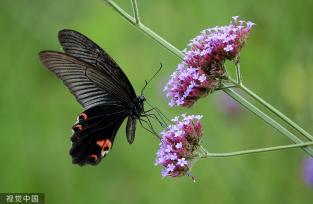 贵州龙里：马鞭草盛开 引来蝴蝶飞舞
