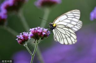 贵州龙里：马鞭草盛开 引来蝴蝶飞舞