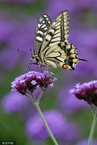 贵州龙里：马鞭草盛开 引来蝴蝶飞舞