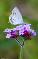 贵州龙里：马鞭草盛开 引来蝴蝶飞舞