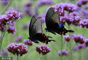 貴州龍里：馬鞭草盛開 引來蝴蝶飛舞