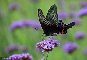 贵州龙里：马鞭草盛开 引来蝴蝶飞舞