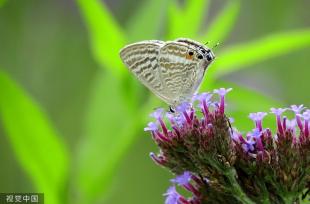 贵州龙里：马鞭草盛开 引来蝴蝶飞舞