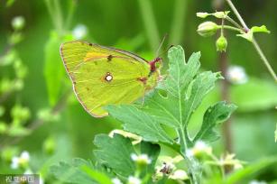 贵州龙里：马鞭草盛开 引来蝴蝶飞舞