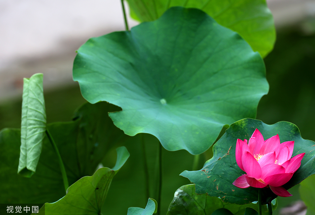 江苏连云港：夏至时节荷花盛开