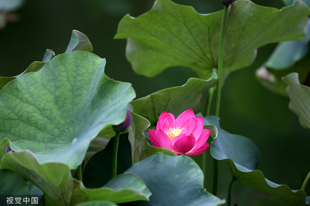 江苏连云港：夏至时节荷花盛开