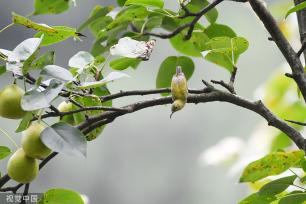 贵州仁怀：梨树果实挂满枝头 小鸟枝上休憩觅食