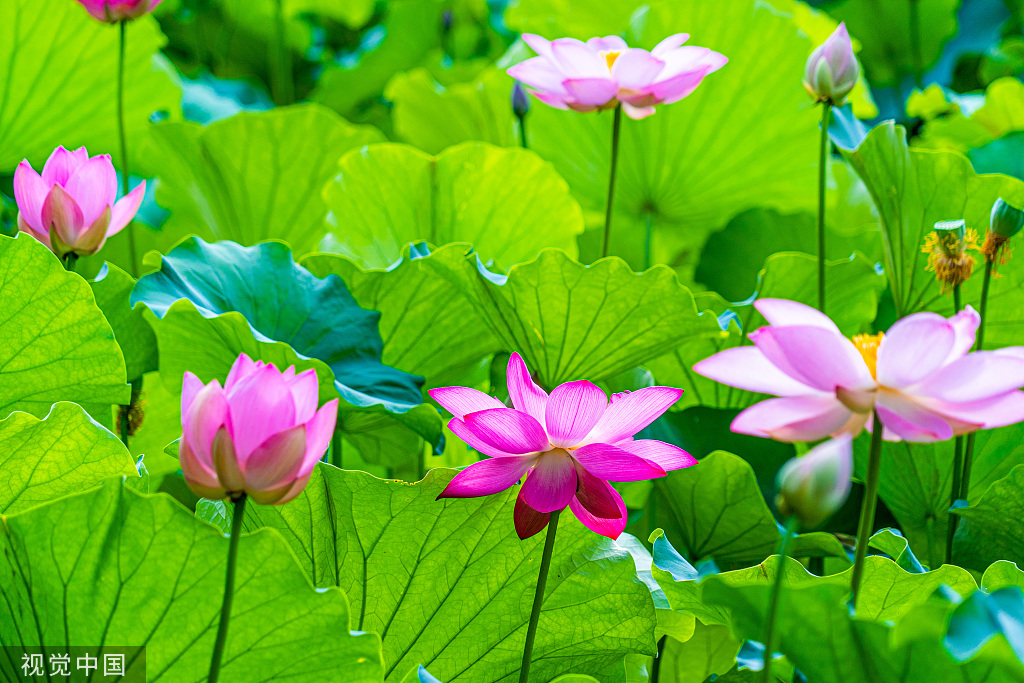 盛夏时节 江苏昆山亭林园荷花盛开