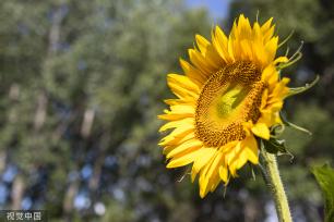 江苏扬州：油葵盛开 丰收在望