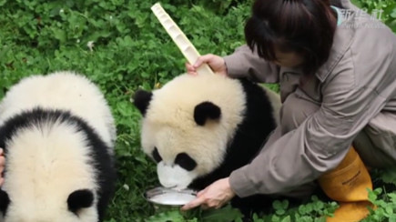 香港回归祖国25周年|大熊猫牵起的川港情缘