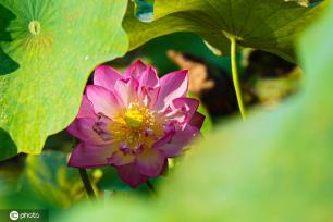 广西桂林：映日荷花别样红