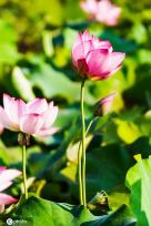 广西桂林：映日荷花别样红