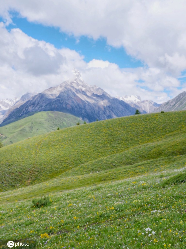 航拍四川理塘  夏日鲜花遍地色彩斑斓