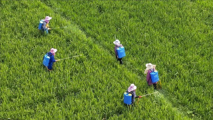 农忙时节 广西桂林田间地头一片忙碌景象