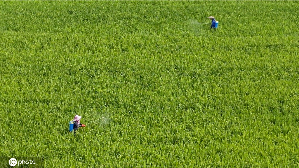 农忙时节 广西桂林田间地头一片忙碌景象