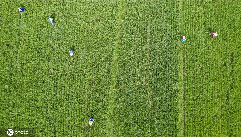农忙时节 广西桂林田间地头一片忙碌景象