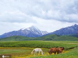 航拍四川理塘  夏日鲜花遍地色彩斑斓
