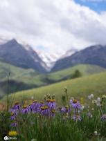航拍四川理塘  夏日鲜花遍地色彩斑斓