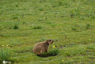 航拍四川理塘  夏日鲜花遍地色彩斑斓